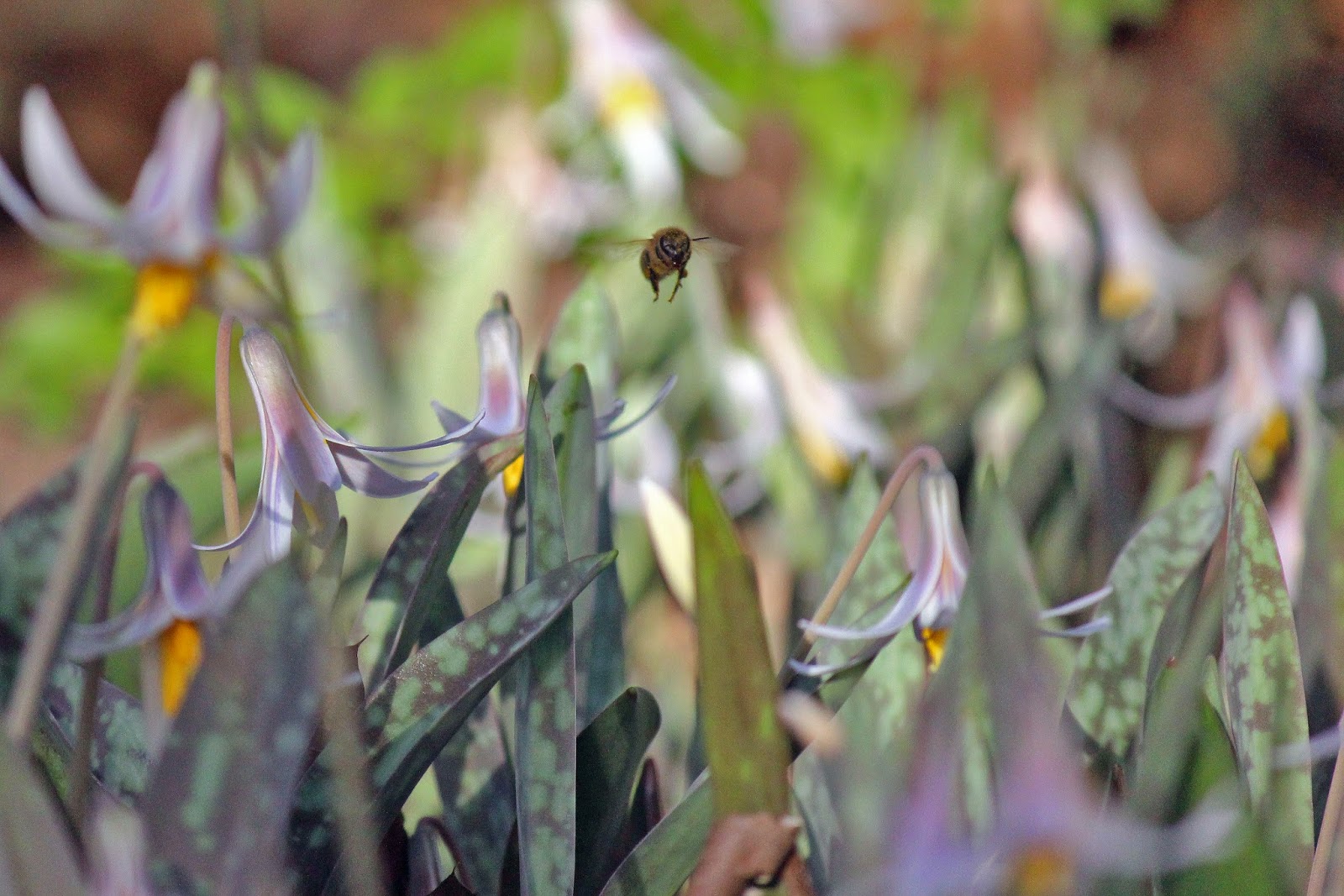Dallas Trinity Trails Texas Trout Lilies Abuzz