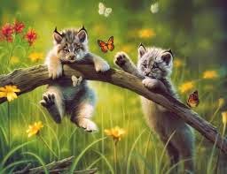 Animales tiernos 2015 - 2016 Animales tiernos 2015 - 2016