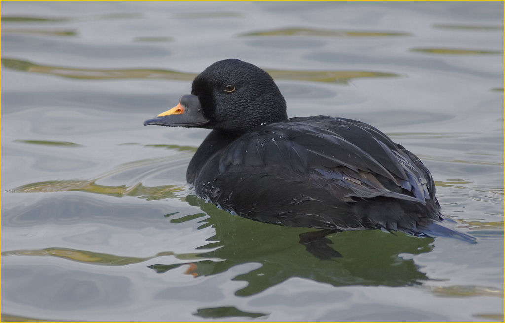 MONTS CORNWALL/KERNOW COMMON SCOTER AT SWANPOOL