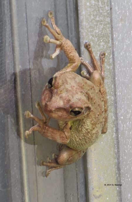 Cuban tree frog front view