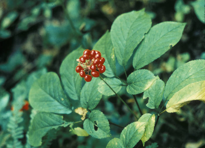 GSMNP HIKER All About Ginseng And Why It Is So Popular