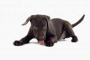 labrador puppy training tips