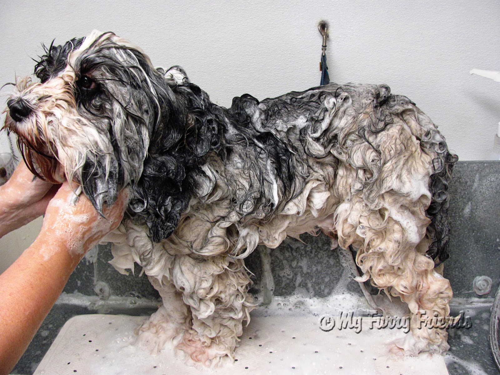 Pet Grooming The Good The Bad The Furry Wet Shaving Vs Dry Clipping Pet Grooming The Good The Bad The Furry Wet Shaving Vs Dry Clipping