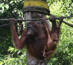 Rambles with Orangutans