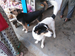 Two beautiful pet dogs in Dimapur.