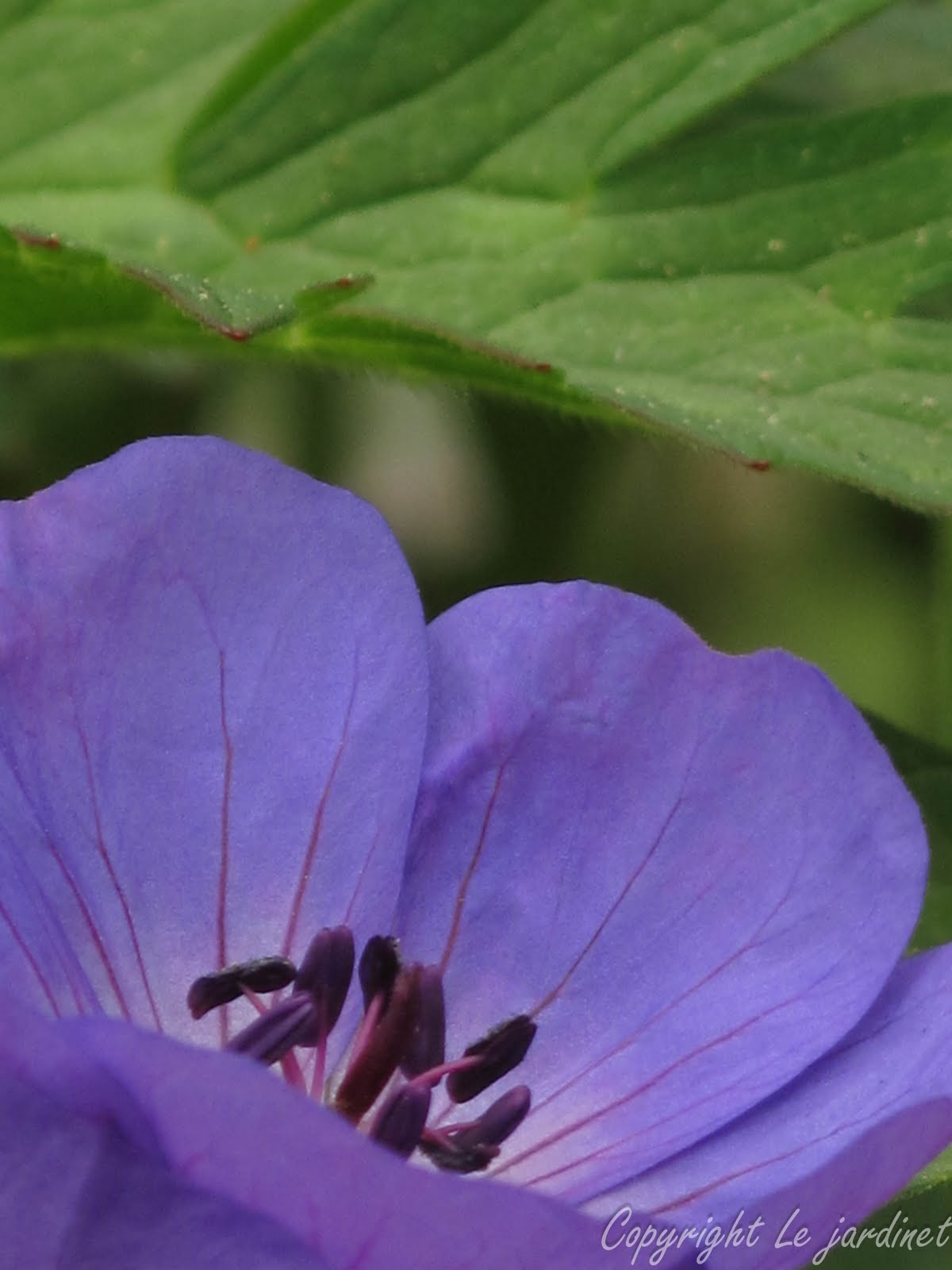 Future Plants By Randy Stewart Weigela