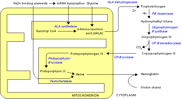 Heme Synthesis