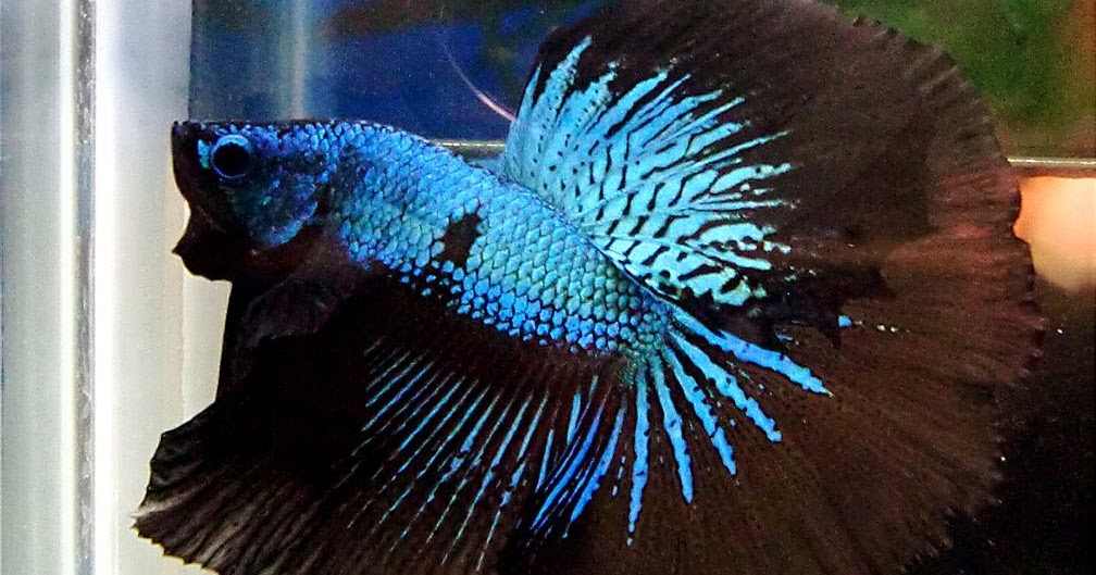PG's Betta Store: Betta Splendens Green Lace Halfmoon Betta #3566