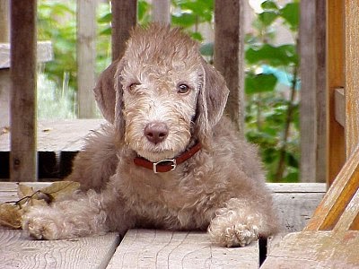 bedlington terrier grooming guide
