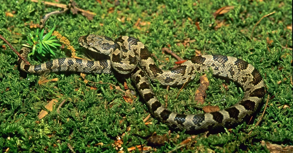 Rules of the Jungle Common Snakes In Kentucky