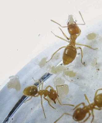 Acropyga ants and their aphids