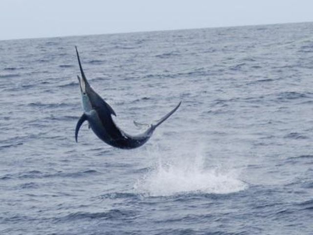 Maredolce Il Pesce Spada