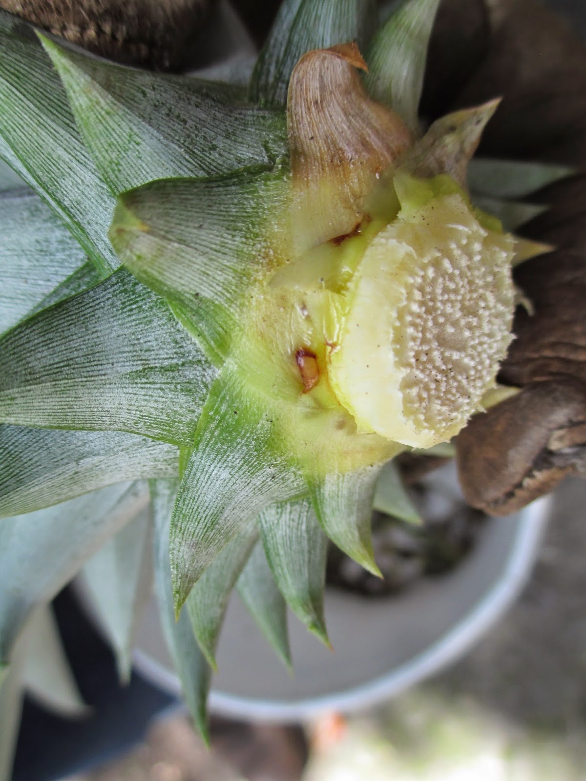 Maple Hill 101 Planting Pineapple