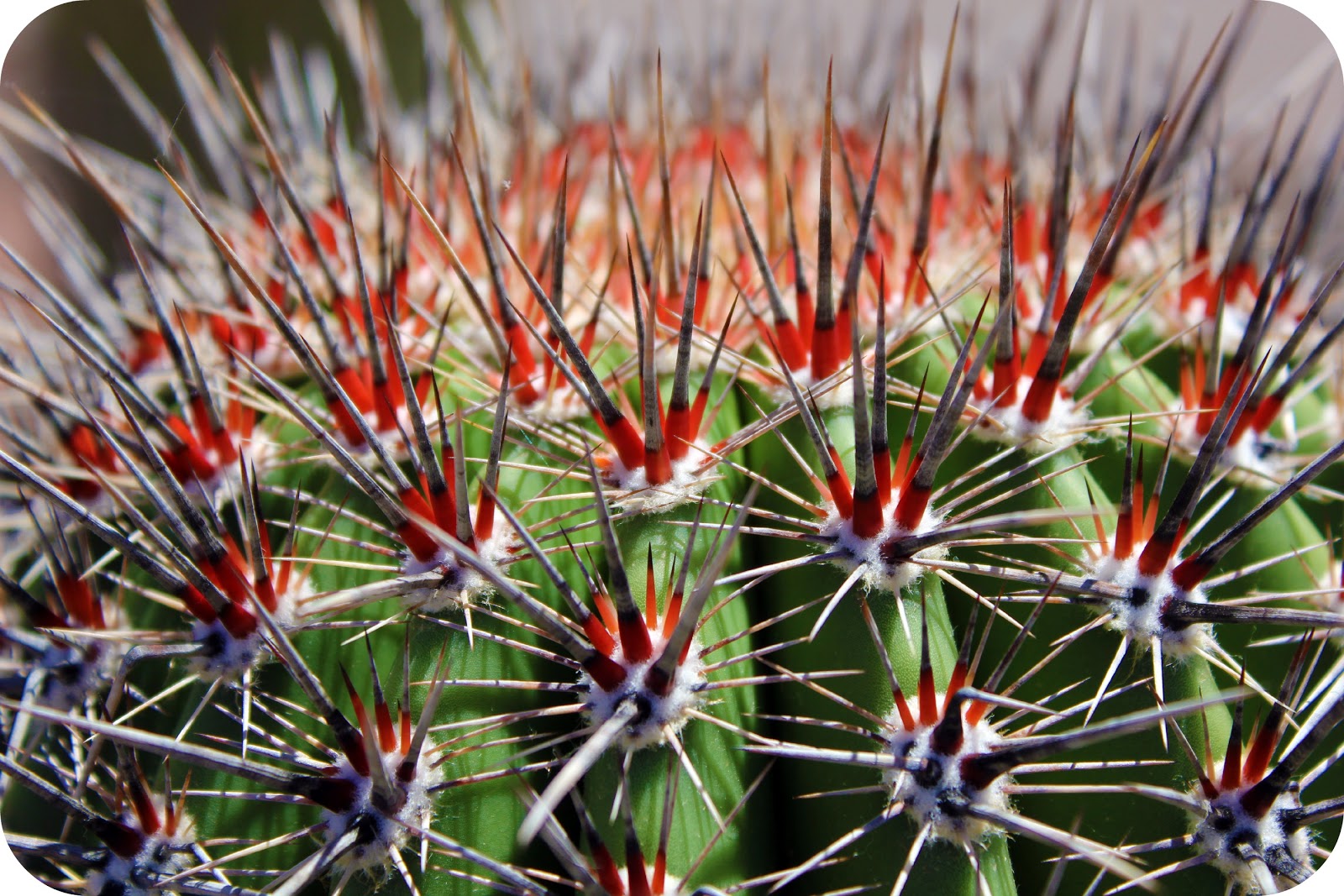 Grin &amp; Bear It Arizona Part Deux Plants