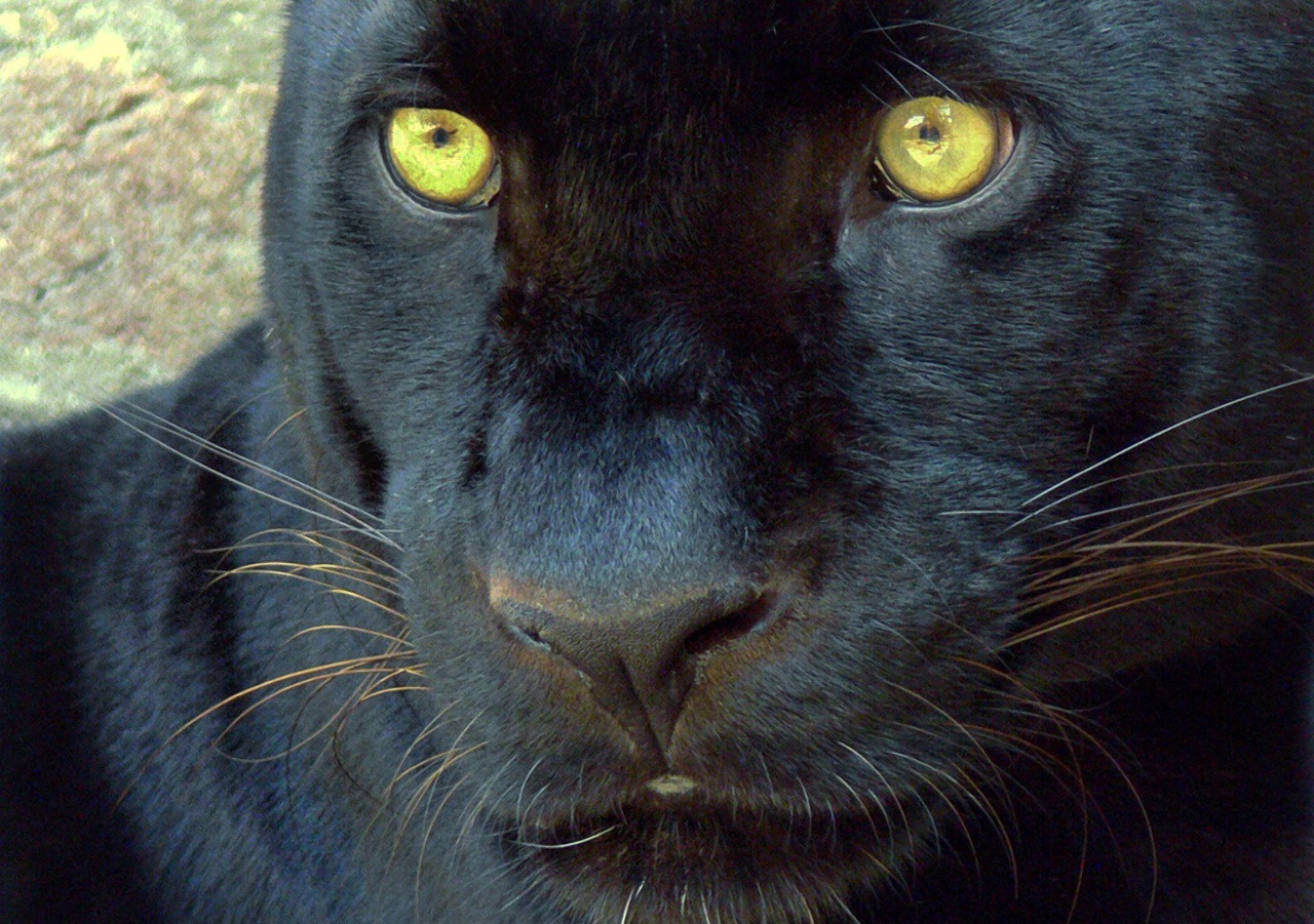 All In One Lovely Desktop & Mobile Wallpapers Black Big Cats Wallpapers