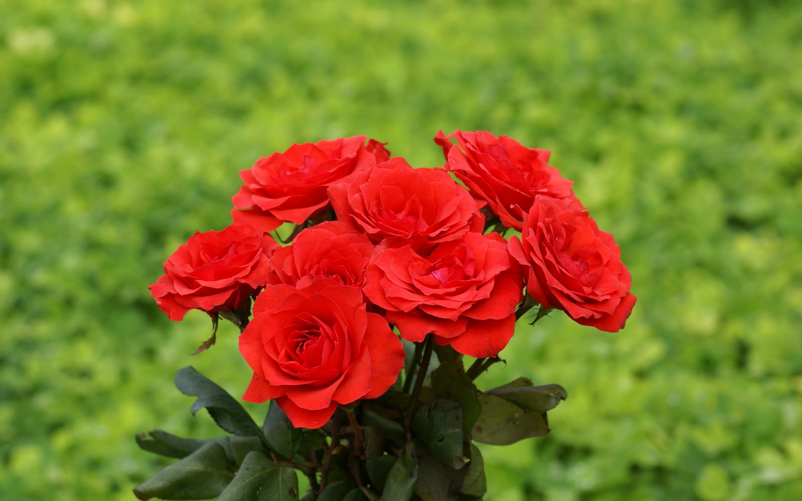 http://2.bp.blogspot.com/--rU8kof9qvQ/Tw731POQ7-I/AAAAAAAAI1o/PUsuoaTZCpM/s1600/red_roses-dsc02989.jpg