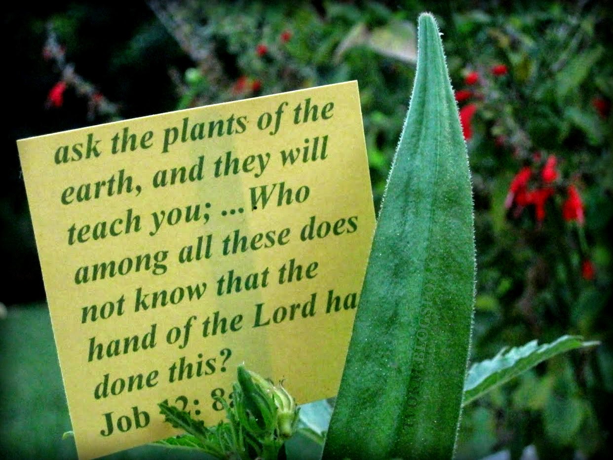 The Plants and Herb in the Bible TVOKM