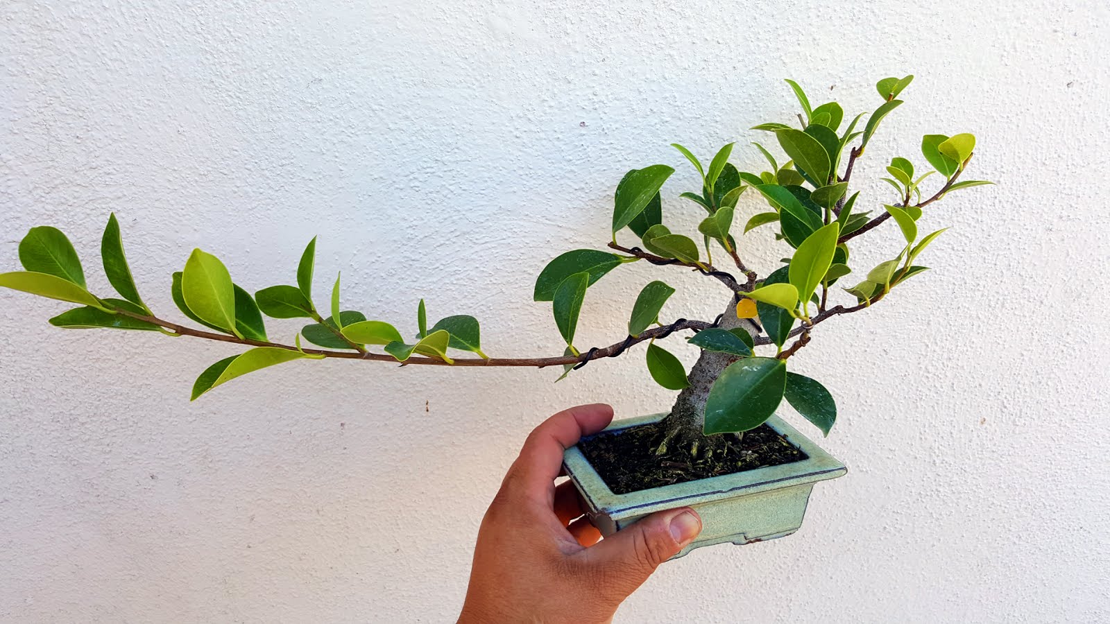 Bonsai Misadventures August Repotting Of A Pre Bonsai The Roots Bonsai Misadventures August Repotting Of A Pre Bonsai The Roots