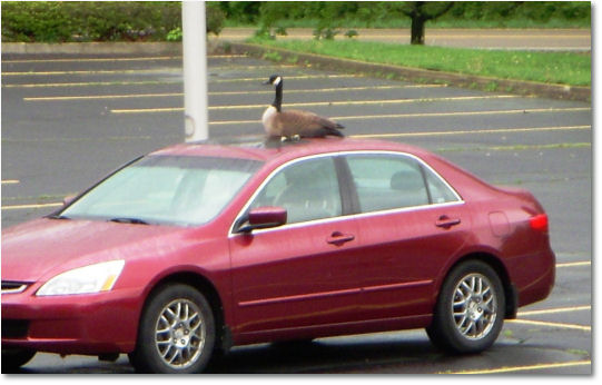 goose-on-car-v9-9.jpg