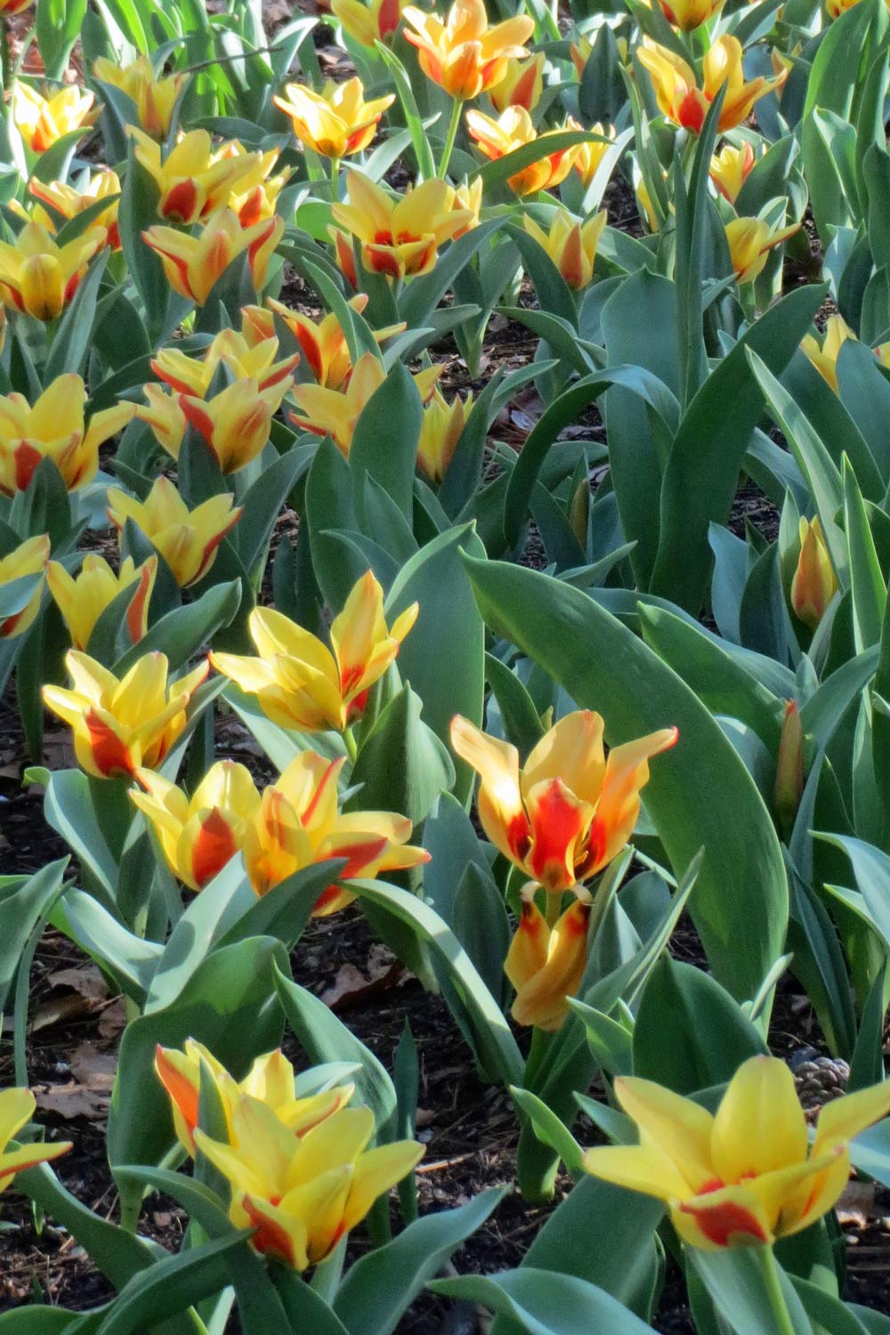 An Arkies Musings Tulip Mania