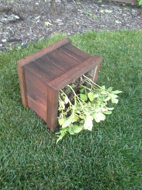 Growing potatoes from the grocery store Success! The Suburban Jungle