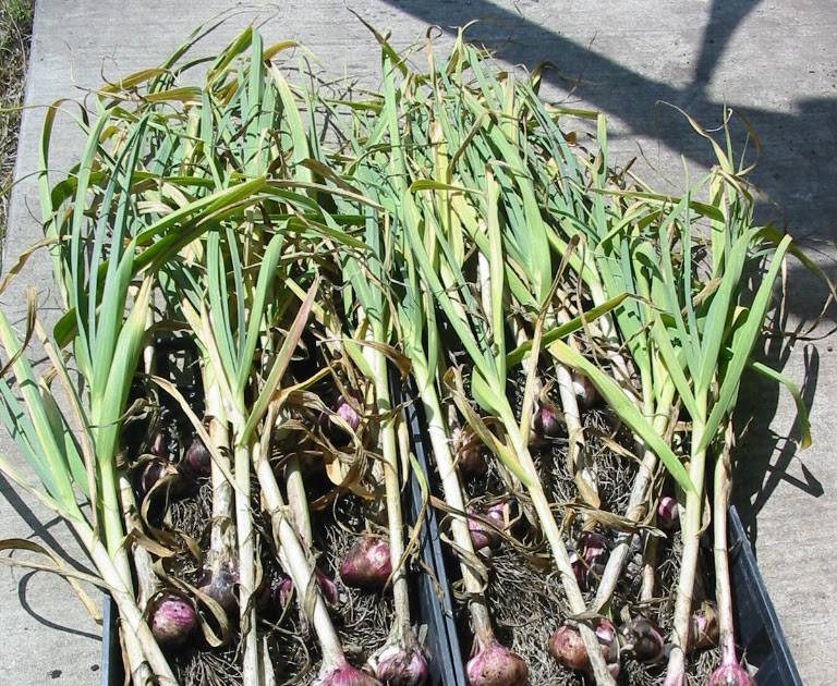 One Acre Farm Garlic Capital of the World!