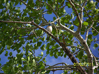 Lazuli Bunting