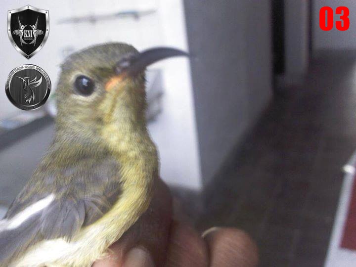 TIPS MEMILIH BURUNG KOLIBRI NINJA JANTAN USIA TROTOL