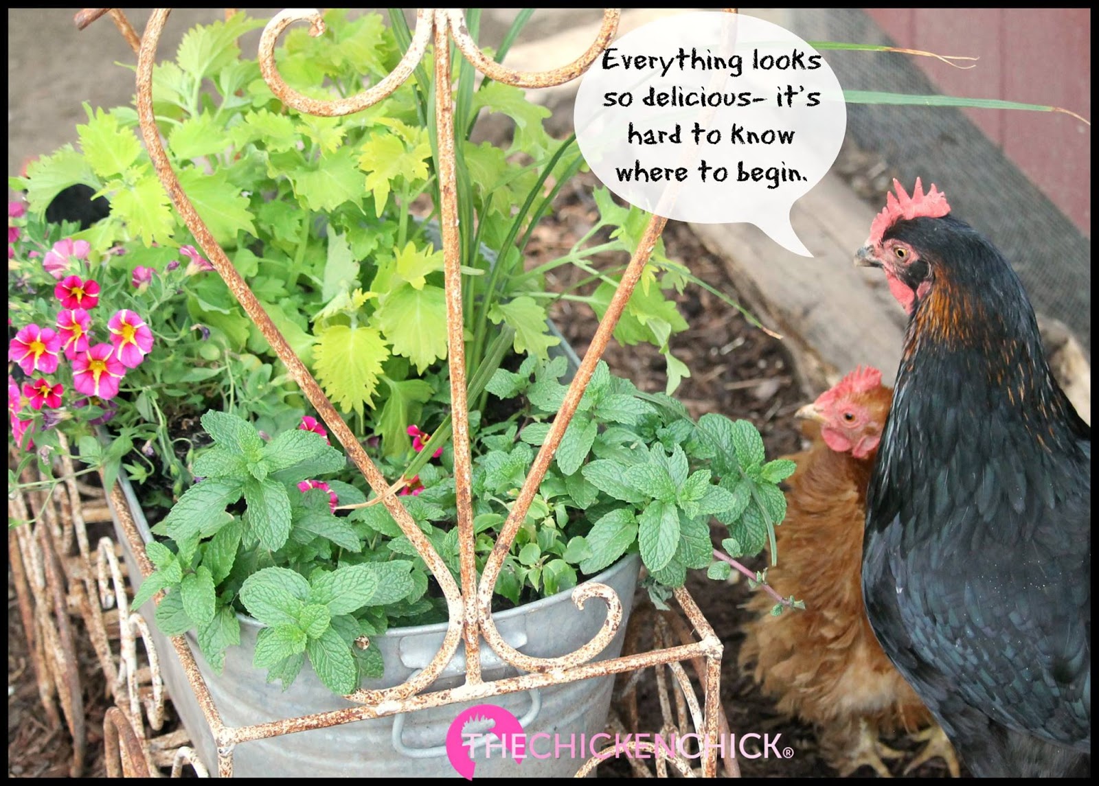 Gardening with Chickens Books Worth Reading The Chicken Chick®