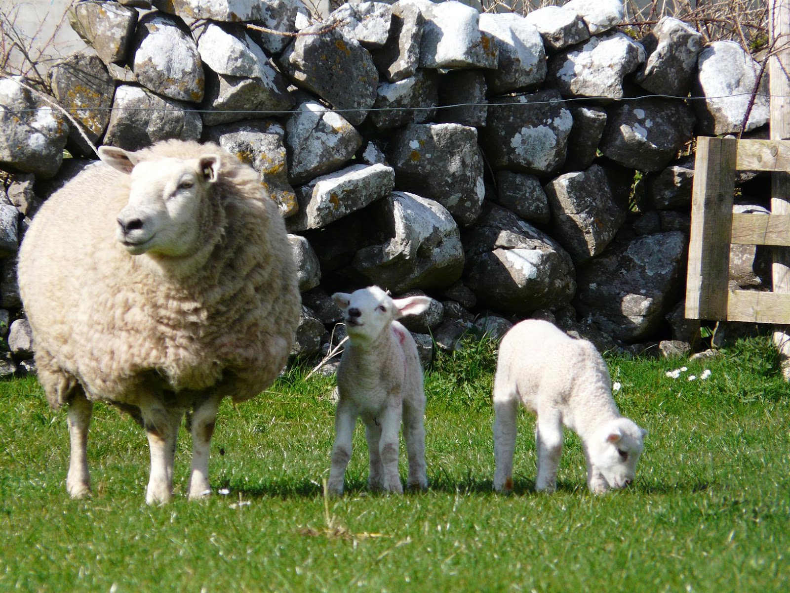 Electrolyte For Sick Lambs