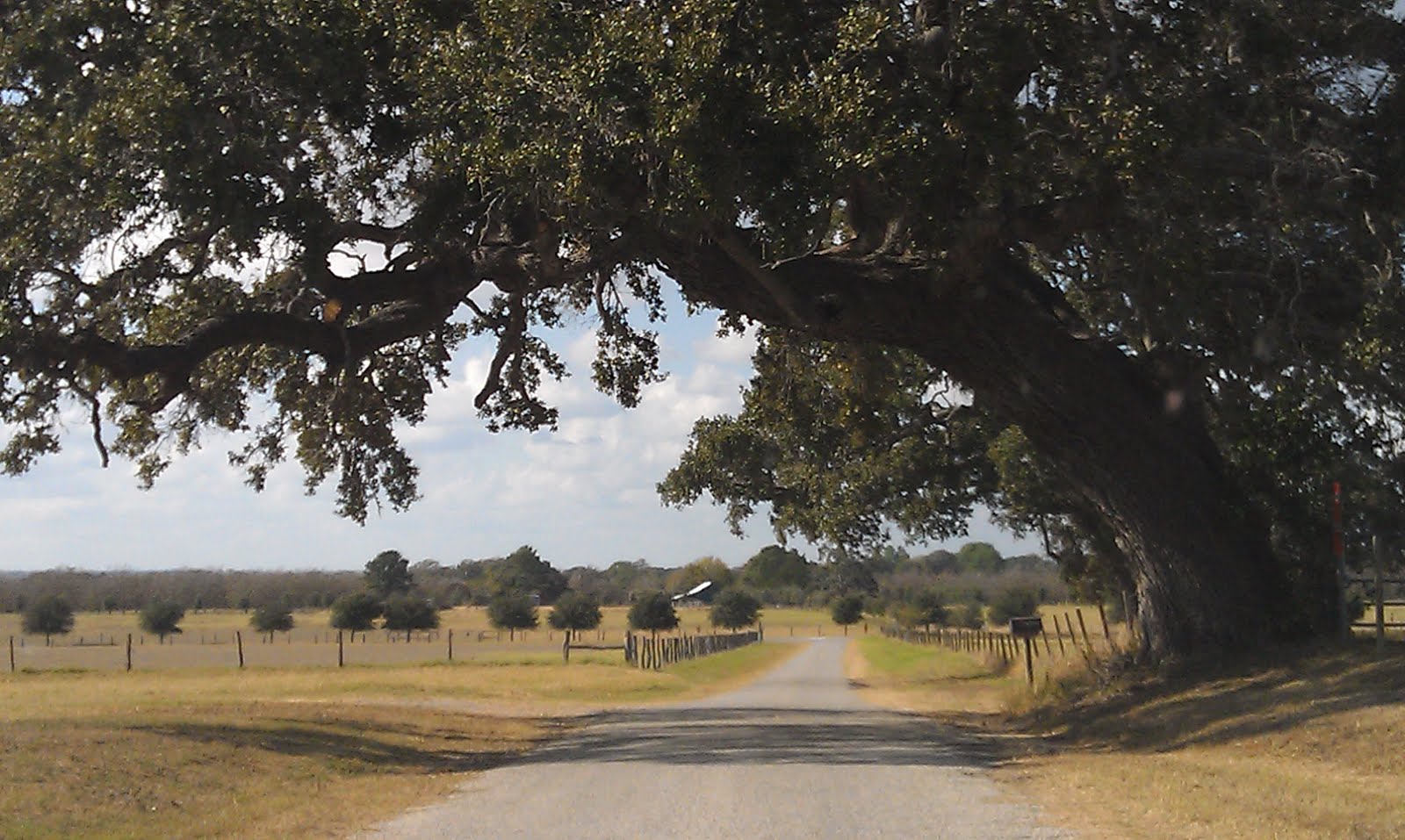 Texas Thru My Back Door