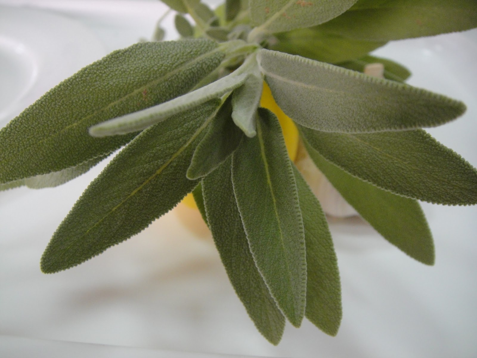 Maryam's Culinary Wonders 97. Sage Roast Chicken