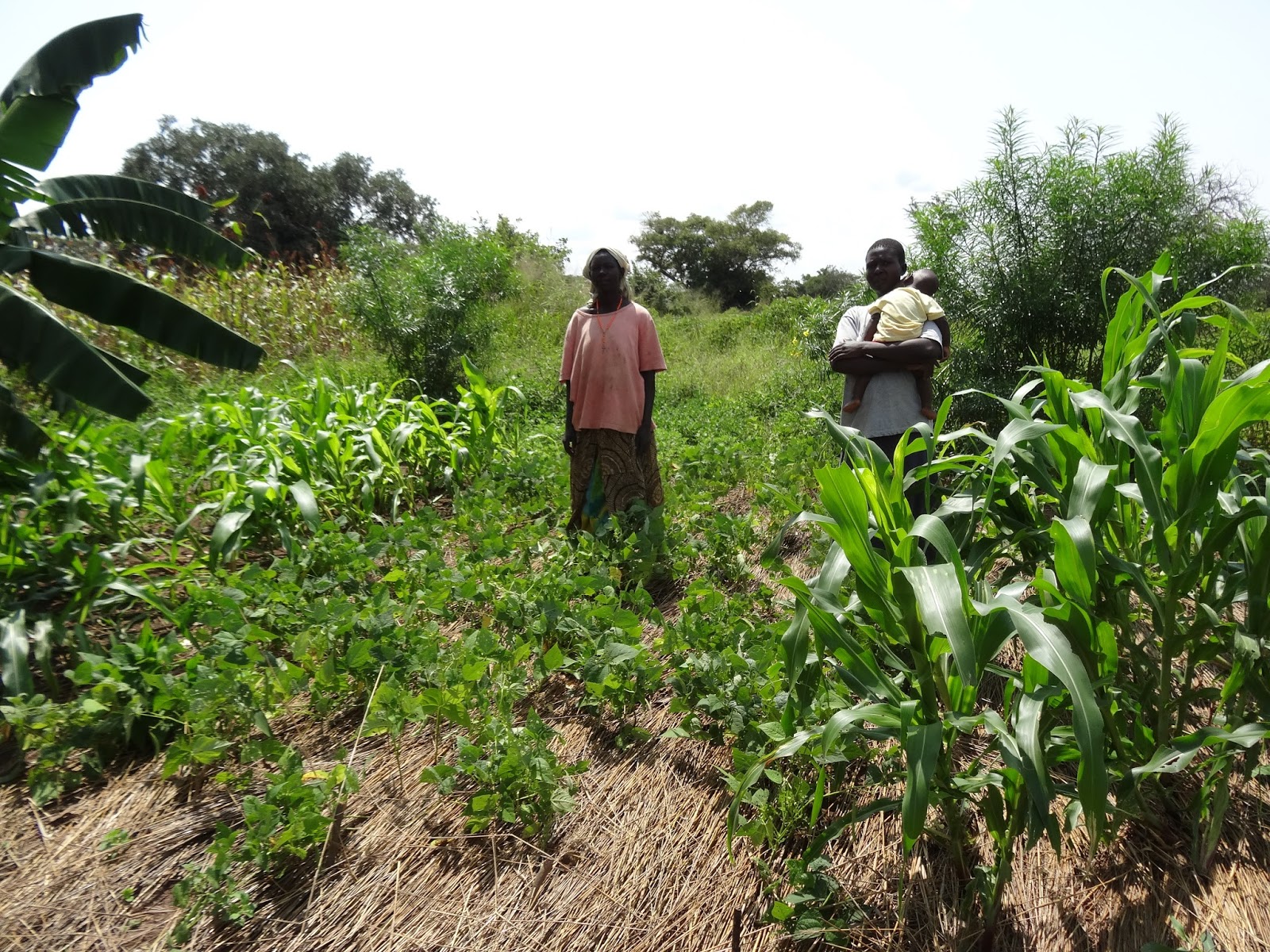 Word and Seed in Uganda Cool Conservation Agriculture Successes