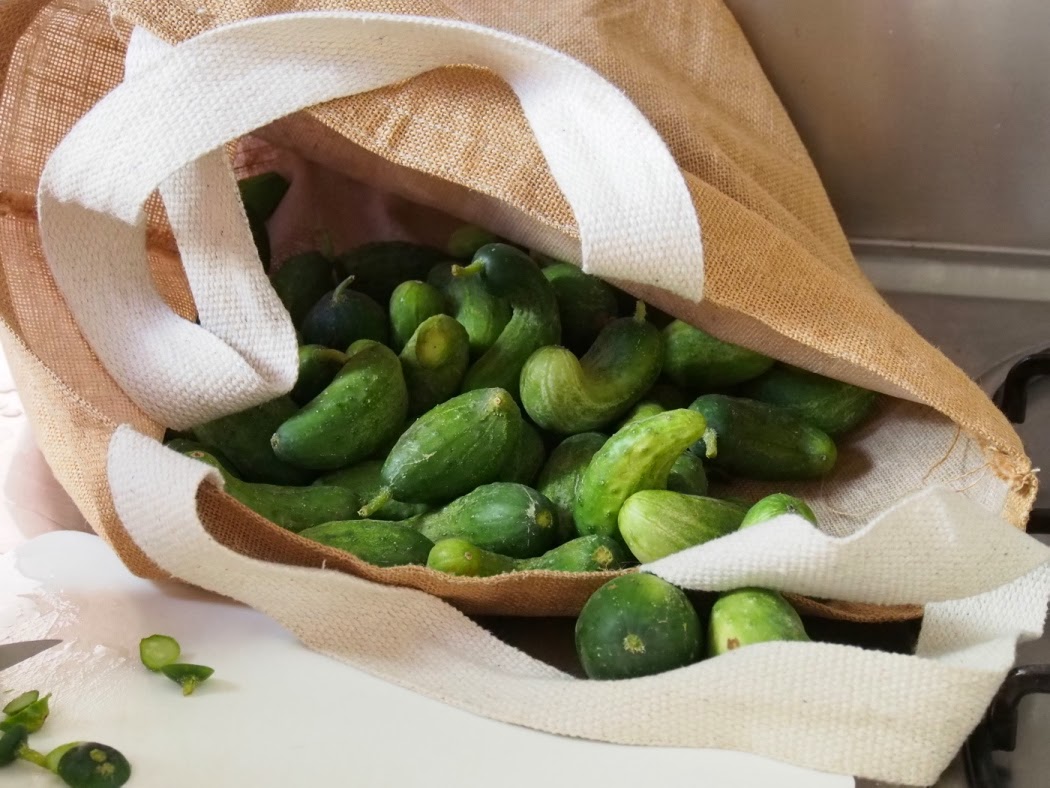 Jarhead Pickling Blog Dill Pickles featuring Kirby Cucumbers