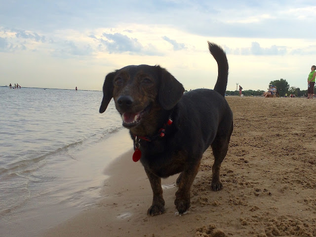Montrose dog beach Chicago