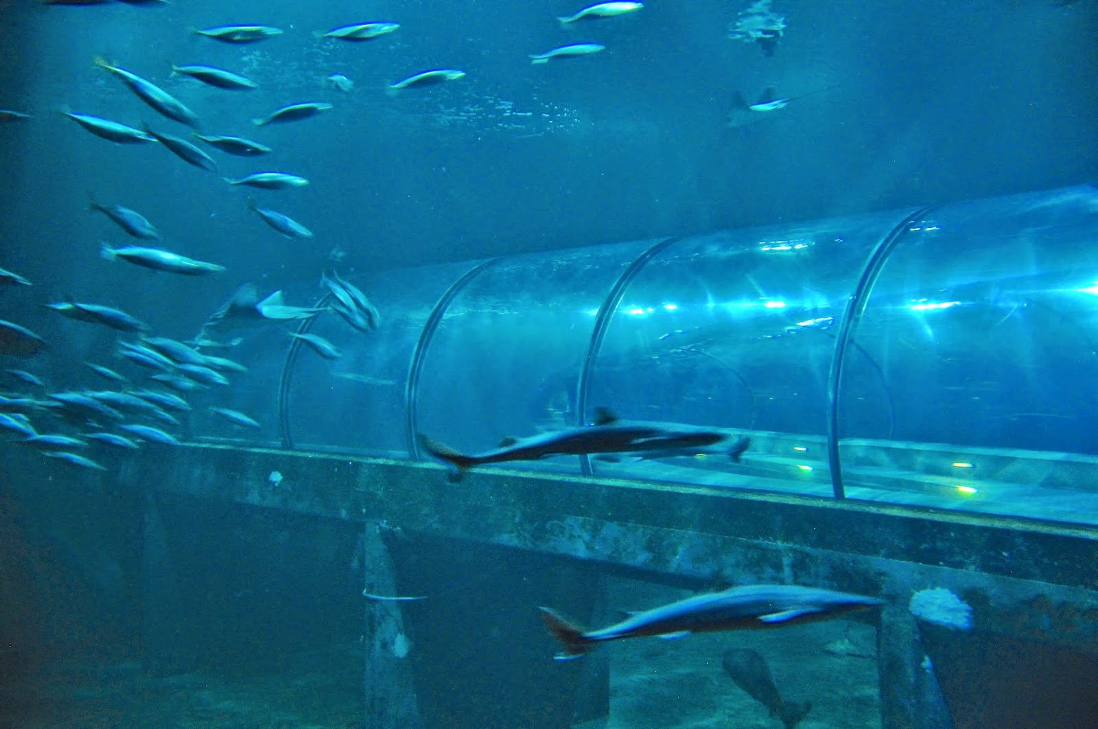 LuAnn Kessi A Night at the Aquarium...