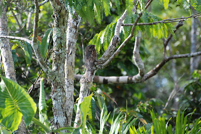 Common Potoo, Nyctibius griseus, Sani Lodge, Ecuador