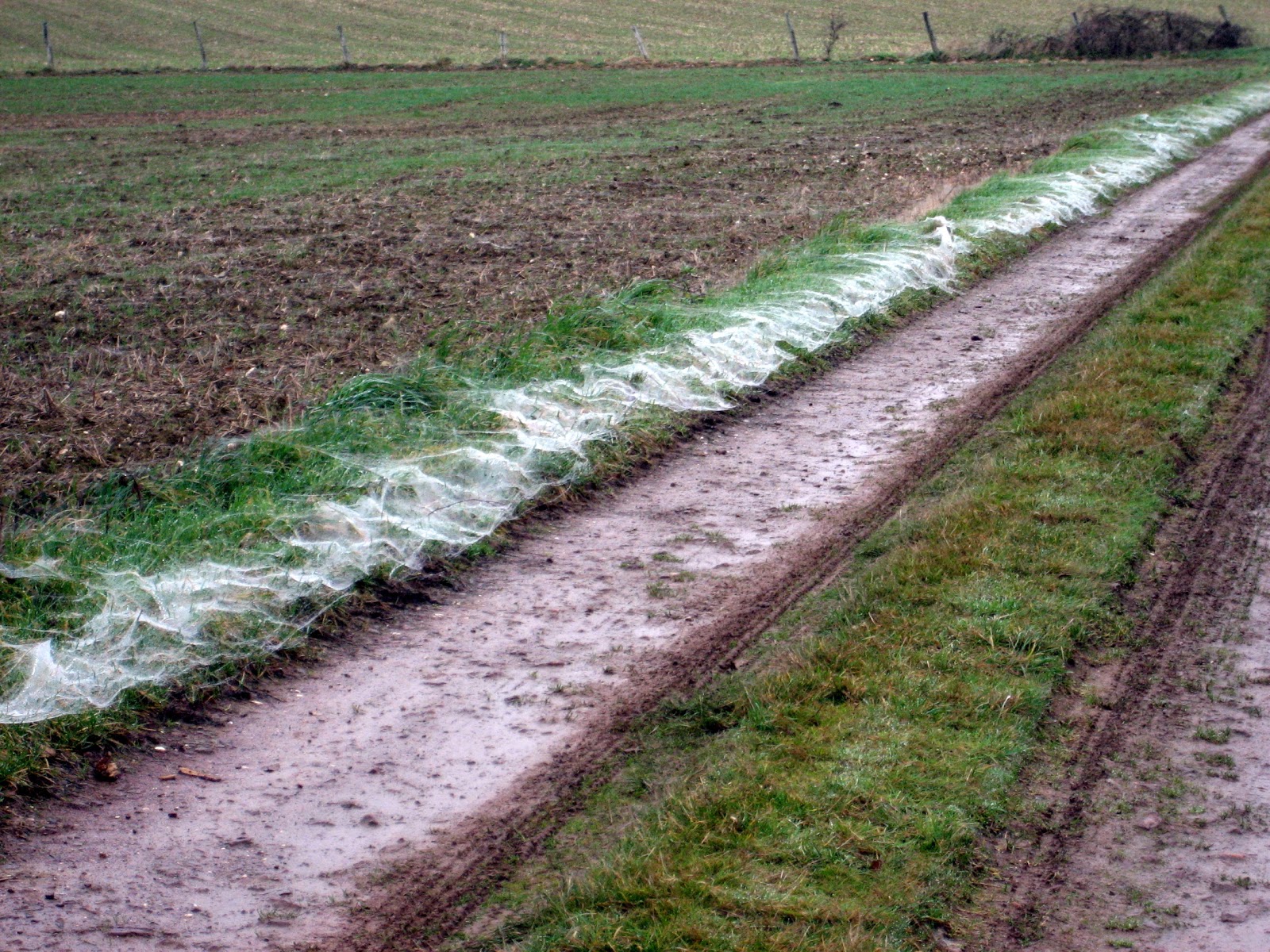 enbellefrance: Nature's Oddities