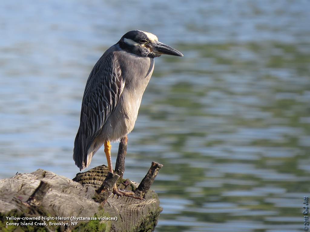 Bird In Everything: Wild Birds Of Southern California