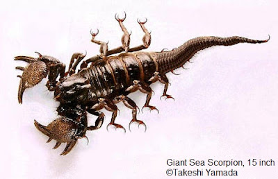 Giant Sea Scorpion by Takeshi Yamada