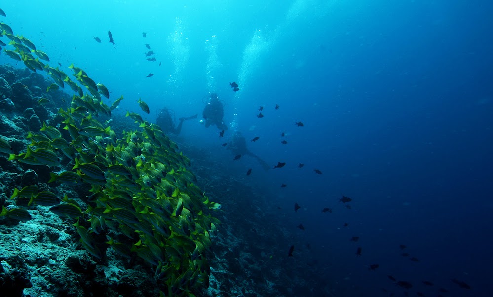 Photo of coral reef and the fishes with two divers 
