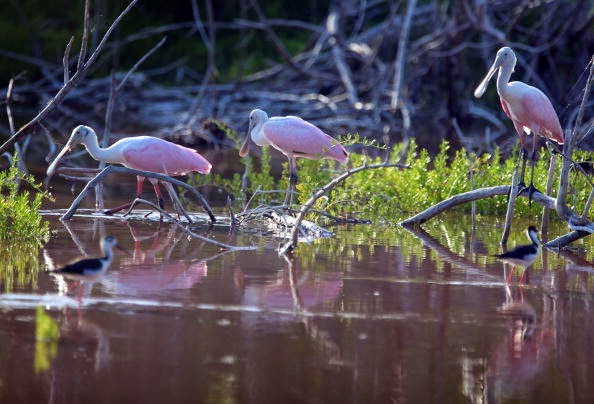 Tham quan vườn quốc gia Everglades