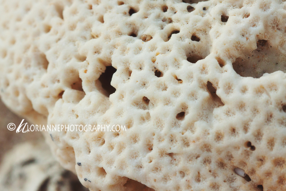 LORI ANNE PHOTOGRAPHY 06/01/2012 07/01/2012