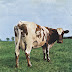 Encarte: Pink Floyd - Atom Heart Mother