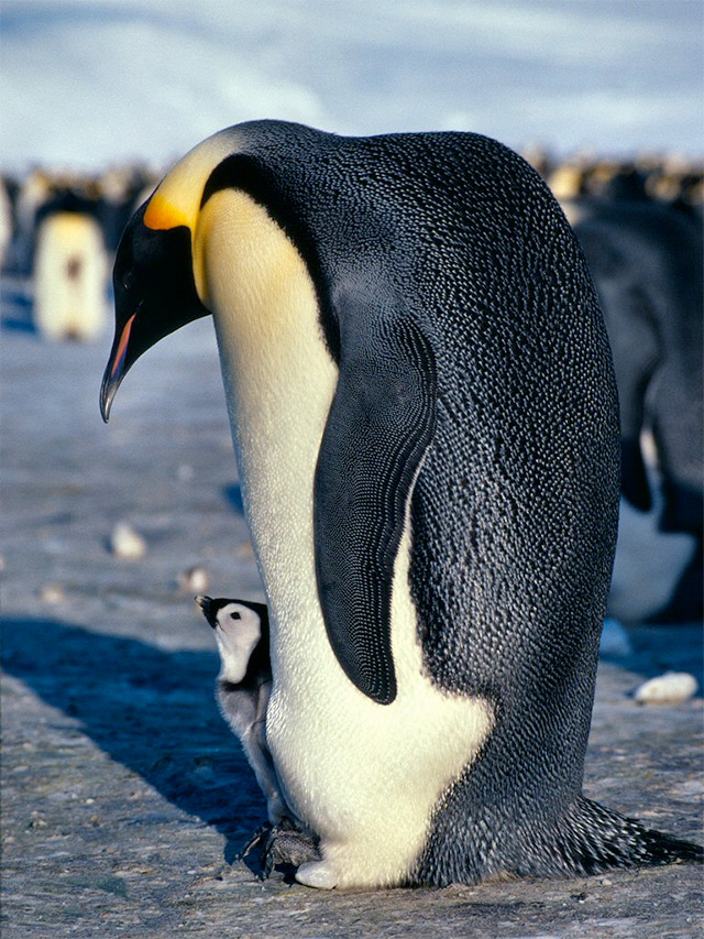 Feed Your Eyes: TOP 10 BIRDS