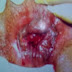 Jual Obat Wasir Dalam Ambeclear Ampuh thumbnail