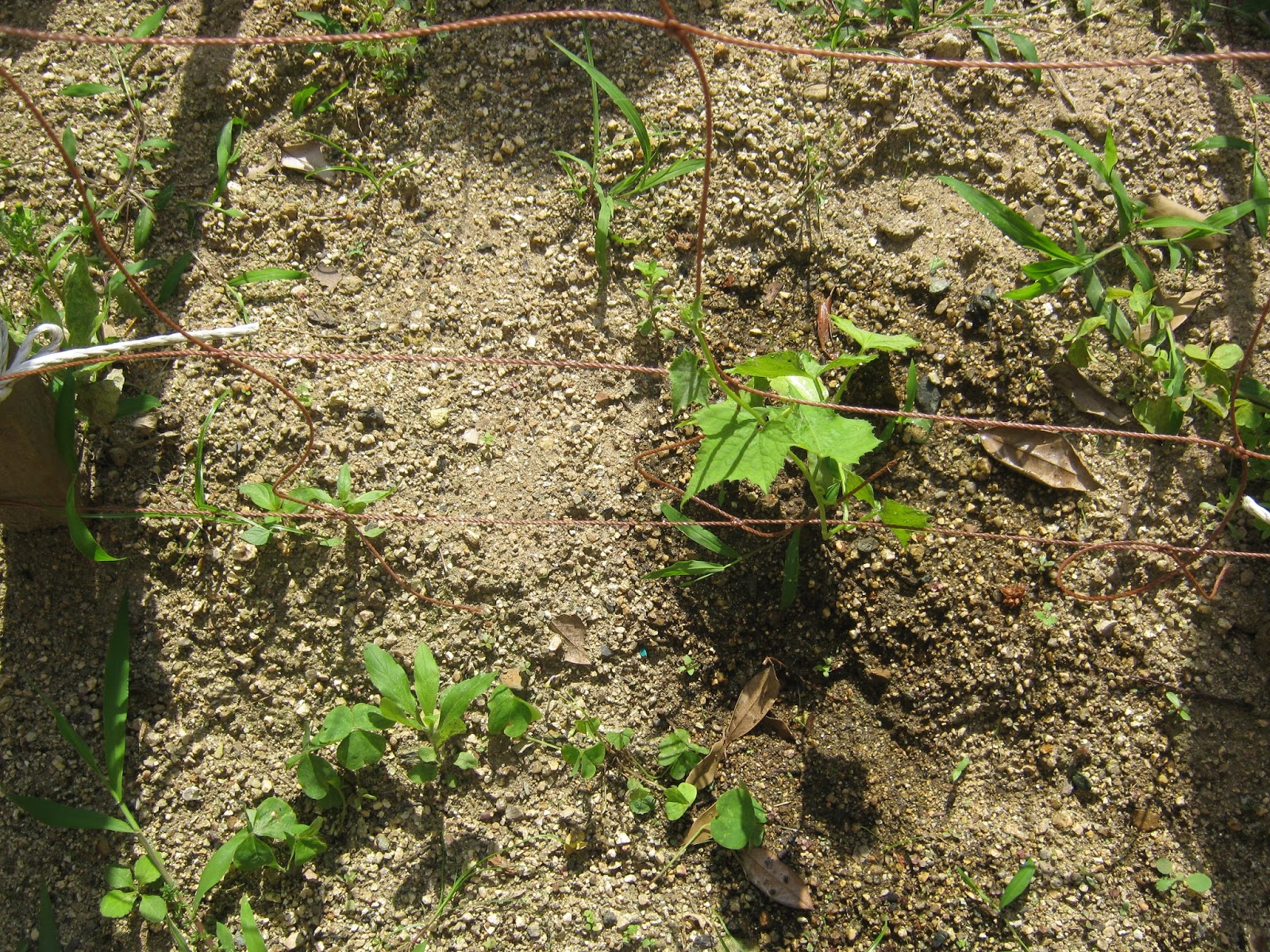 おおい町立大島小学校 ヘチマの成長