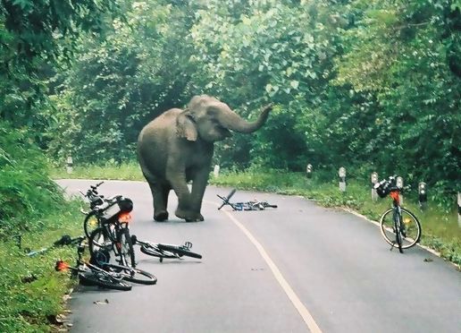 Elephant Attack Kerala