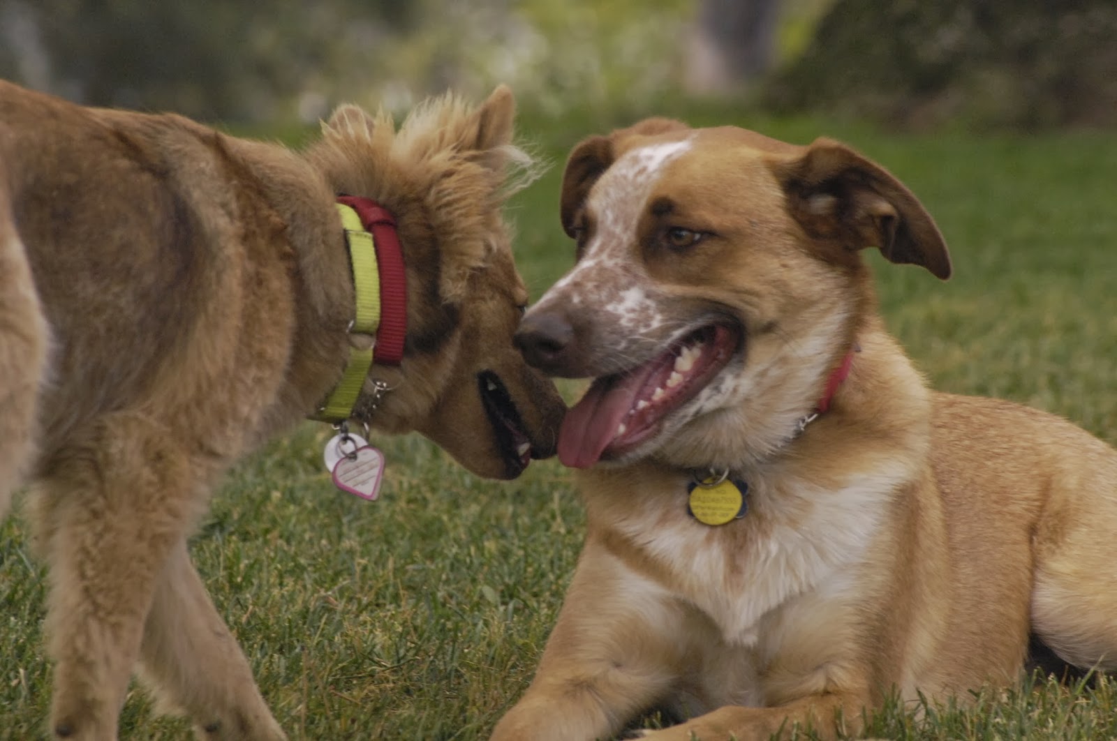 All Good Dogs''Howling into the empty air". All Good Dogs remember