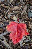 Falling Leaves, copyright 2013, Stephanie Maatta Smith Red maple leaf against dark mulch